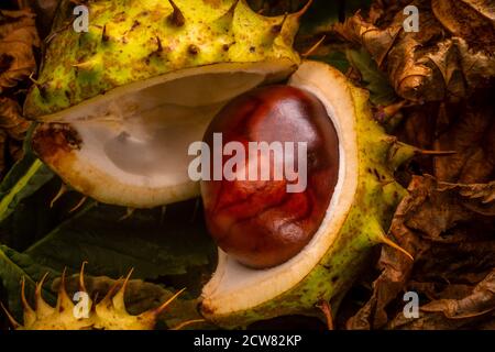 Fallen horse chestnuts (conkers) on woodland floor Stock Photo