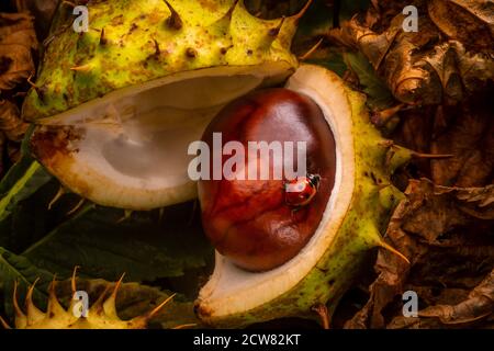 Fallen horse chestnuts (conkers) on woodland floor with Ladybird on open husk Stock Photo