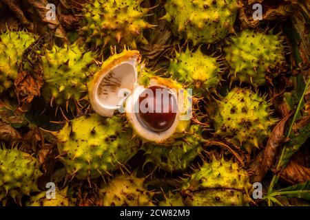 Fallen horse chestnuts (conkers) on woodland floor Stock Photo