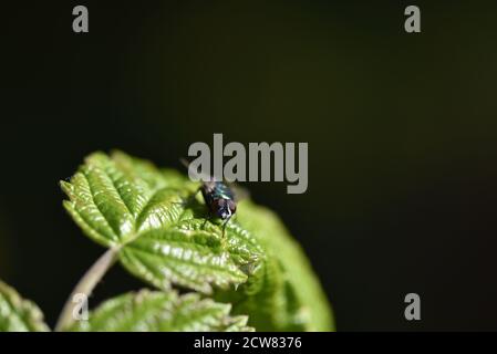 Blue Bottle Fly (Calliphora vomitoria) on Raspberry Plant Leaf in the Sun, Looking Up at the Camera in a Garden in Staffordshire in September Stock Photo