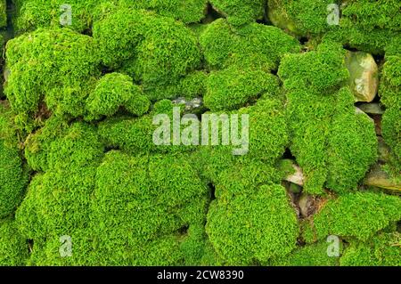A densely covered mossy dry stone wall. Stock Photo
