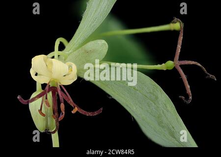 Medeola virginiana, Indian Cucumber Root, Howard County, Md, Helen Lowe Metzman 2019-10-23-18.18.02 ZS PMax UDR Stock Photo