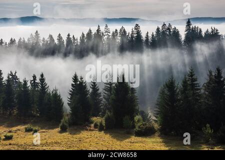 Forest in morning fog. Fog divided by sun rays. Stock Photo