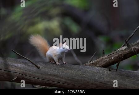 White squirrel (leucistic red squirrel) standing on a log in the forest in the morning autumn light in Canada Stock Photo