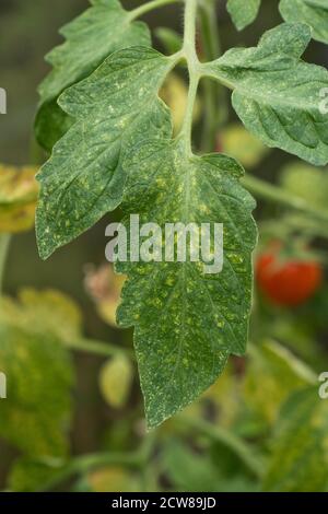 Two-spotted or glasshouse spider mite (Tetranychus urticae) bronzing and grazing damage to tomato leaf upper surface, Berkshire, August Stock Photo