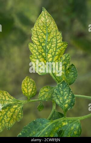 Two-spotted or glasshouse spider mite (Tetranychus urticae) bronzing and grazing damage to tomato leaf upper surface, Berkshire, August Stock Photo