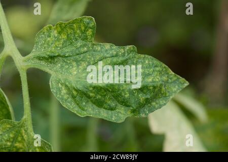 Two-spotted or glasshouse spider mite (Tetranychus urticae) bronzing and grazing damage to tomato leaf upper surface, Berkshire, August Stock Photo