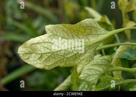 Two-spotted or glasshouse spider mite (Tetranychus urticae) bronzing and grazing damage to tomato leaf lower surface, Berkshire, August Stock Photo