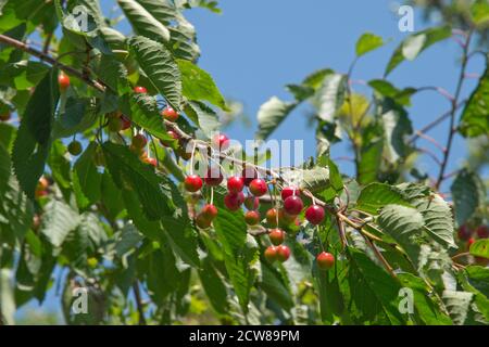 Wild or bird cherries (Prunus avium) on a large tree ripening to bright red fruit, favourite food for birds that distrubute the round stone seeds, Ber Stock Photo