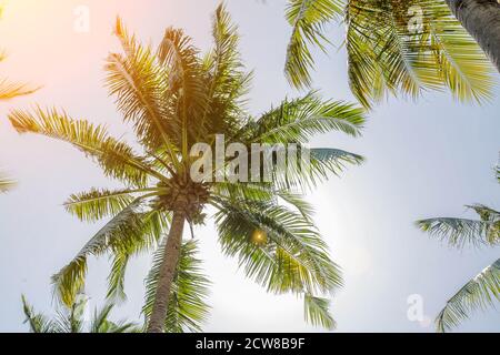 Coconuts grow on a tall palm tree. Large green palm branches. Fruits hang at the top of the trunk. Clear cloudless day. Stock Photo