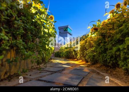 The path to the observation tower of the airport. The road through the garden with sunflowers Stock Photo