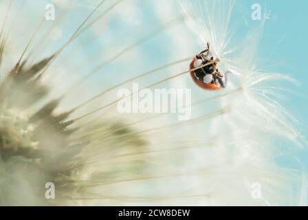 red ladybug on white dandelion. macro photo Stock Photo