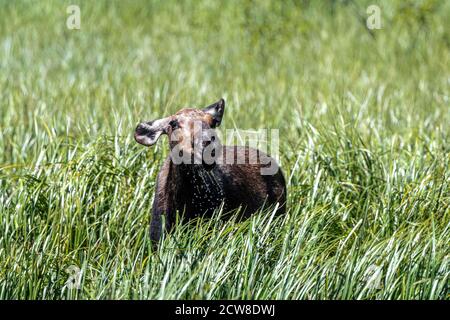 Grazing Moose (Alces alces) in Moose Pond, Grand Teton National Park Stock Photo