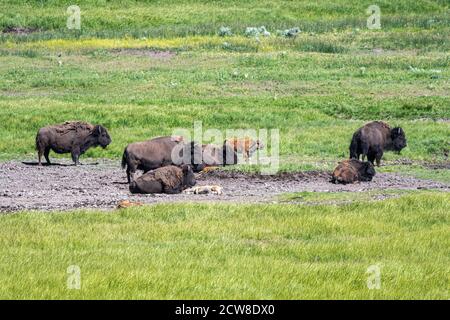 Grazing American Bison (Bison bison) in Hayden Valley, Yellowstone National Park Stock Photo