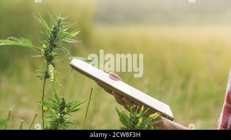 Hemp farmer using tablet to check on Cannabis plants on farm field. Stock Photo