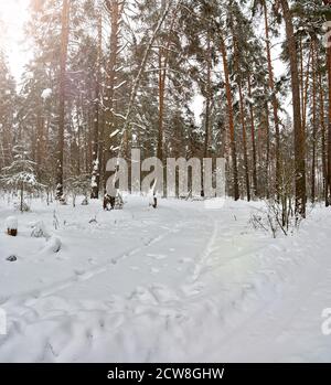 Track in the snow. Winter forest road without people. Traces of the wheels and tires of an SUV through a snowdrift. Stock Photo