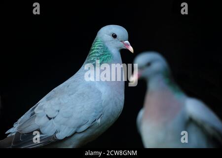 Stock dove (Columba oenas) close up of pair, showing head plumage against black background. August 2020. Stock Photo