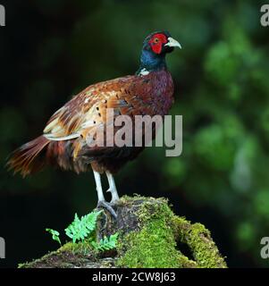 Adult male Common / Ring-Necked Pheasant ( Phasianus colchicus ) perched on mossy stump in woodland habitat, Wales 2020 Stock Photo