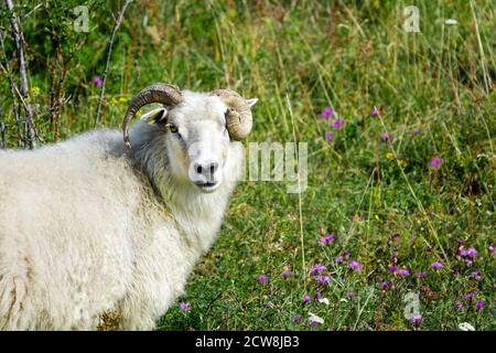 Wild animals with broken horns- sheep portrait. Farmland View of a Woolly Sheep in a Green Field Stock Photo