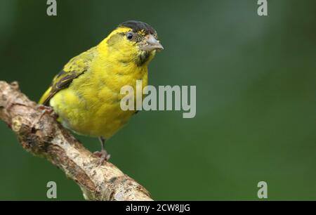 Adult male Eurasian Siskin (Carduelis spinus) perched in woodland. Wales, August 2020.