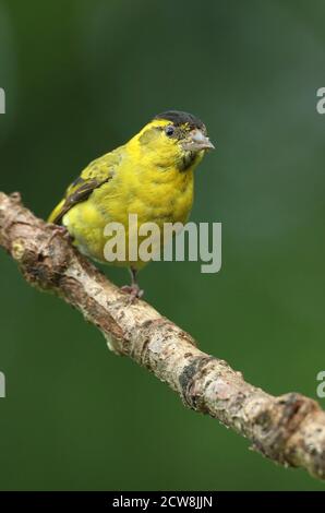 Adult male Eurasian Siskin (Carduelis spinus) perched in woodland. Wales, August 2020.
