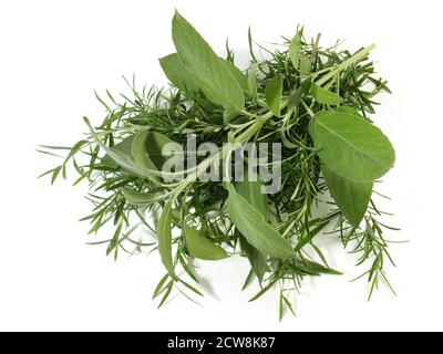 FreshTarragon with Rosemary and Sage Bundle isolated on white Background Stock Photo