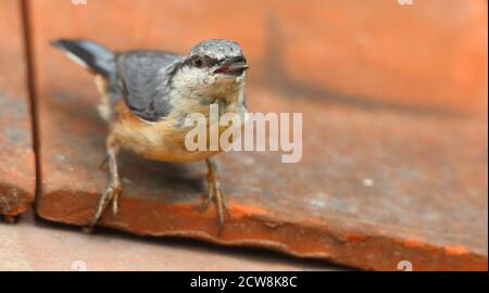 Eurasian Nuthatch (Sitta Europaea) in urban environment on red roof tiles. Stock Photo
