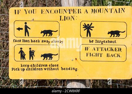 If you encounter a mountain lion / cougar / puma (Puma concolor) warning sign showing instructions when in danger of a close encounter Stock Photo