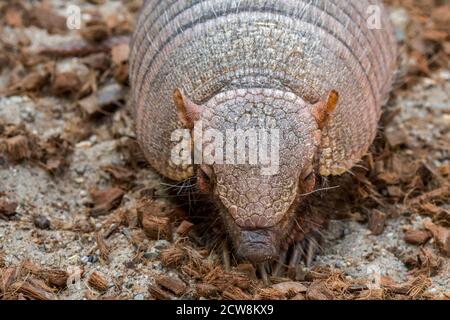 Screaming hairy armadillo / small screaming armadillo (Chaetophractus vellerosus), burrowing armadillo native to South America Stock Photo