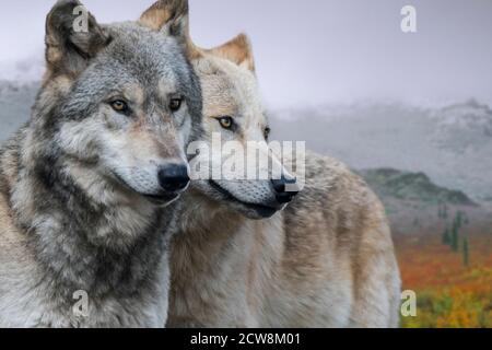 Two Northwestern wolves / Mackenzie Valley wolves (Canis lupus occidentalis) subspecies of gray wolf native to North America, Canada and Alaska Stock Photo