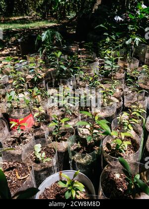 small plants growing in recycled bottles, Eugenia plant Stock Photo
