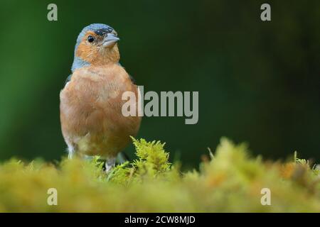 Summer plumage adult male Common Chaffinch ( Fringilla coelebs ) on mossy forest floor in Wales, summer 2020. Stock Photo