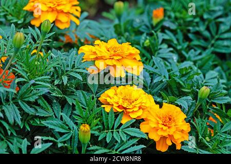 green leaves and orange flowers of marigolds blooming outdoors Stock Photo