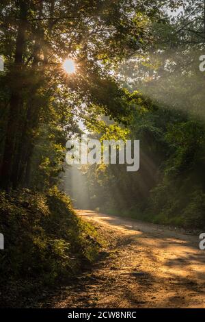 Early morning sunlight filtering through the trees and fog making rays of light onto the dirt road on a autumn day Stock Photo