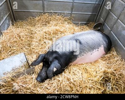 One sleeping pig. One mature pink and black pig is sleeping sweetly on a straw mat in a pigsty. France Stock Photo