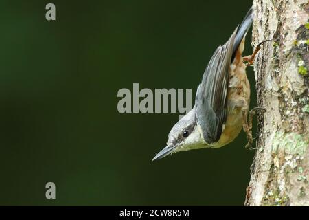 Eurasian Nuthatch ( Sitta Europaea ) climbing down a tre trunk in typical pose, taken in Wales summer 2020. Stock Photo