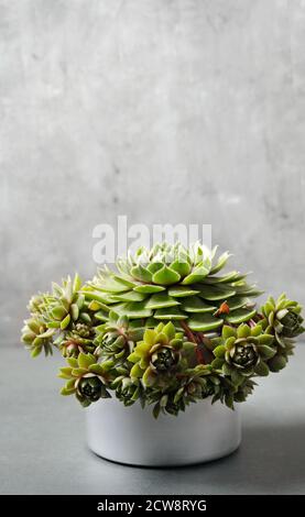 Potted miniature succulent plant. Plant nursery in your own home Image with natural light. Vertical orientation. Stock Photo