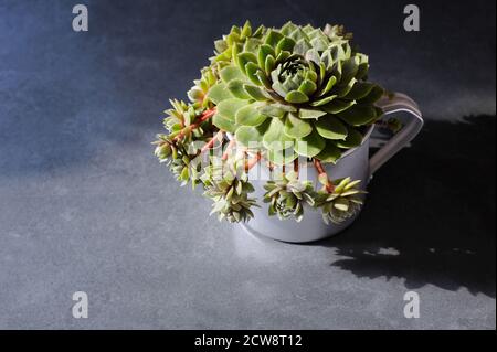 Homegrown succulent plant in the сup on the gray background with natural sunlight and hard shadows.Horizontal orientation with place for text.