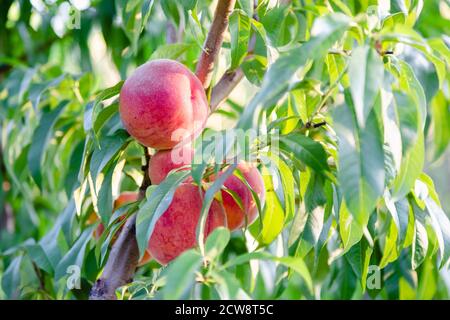 Peaches on tree branch. Harvest ripe peaches on peach tree in garden outside. Abundance of fertility of fruit trees in horticulture. Stock Photo