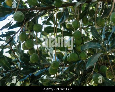 green macadamia fruits on green background, not yet ripe, sunny day Stock Photo