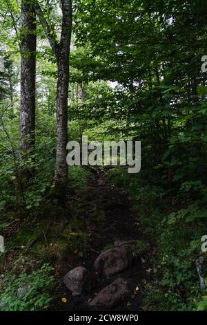 A hiking trail surrounded by trees, leading to the top of Mount Van Hoevenberg in the Adirondacks Stock Photo