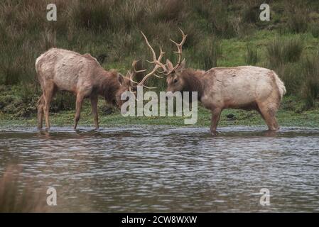 A pair of young male tule elk (Cervus canadensis nannodes) face off and practice rutting to assert dominance in Point Reyes National Seashore. Stock Photo