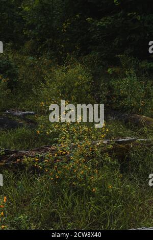 A grassy field filled with tiny orange flowers in the Adirondacks Stock Photo