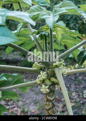 scent papaya plant and flowers, chamburo, chigualcan, papayuela, on sunny day Stock Photo