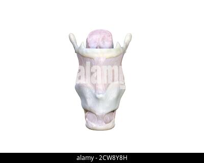 3d rendered medically accurate illustration of the larynx, The larynx is made up of different cartilages: thyroid, arythenoid, criciod, epiglottis and Stock Photo