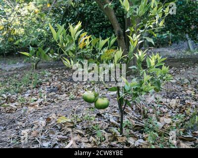 small young mandarin plant with its first fruits, sunny day Stock Photo