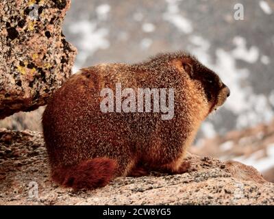 Yellow-bellied Marmot, (Marmota flaviventris) in the Rocky Mountains of Colorado Stock Photo