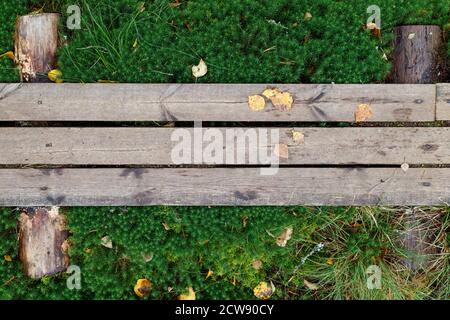 Part of weathered wooden duckboards on a green mossy ground in the autumn in Finland. Top view. High resolution full frame textured background. Stock Photo