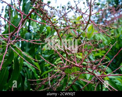 mango tree and flowers, small mangoes growing, sunny day Stock Photo