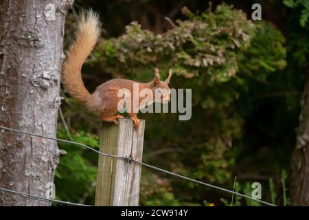Red squirrel on a fence post